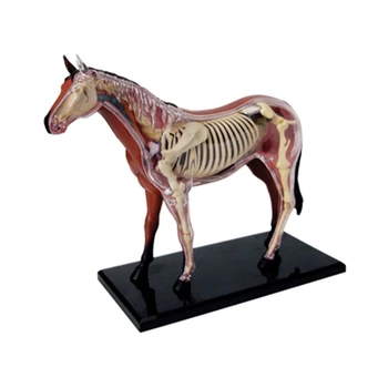 Animale Anatomiei Organelor Modelul 4D Cal Inteligenta Asamblarea Jucărie de Predare Anatomie Model DIY Popular Science Aparate