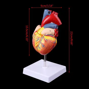 Medicale recuzită model poștale Gratuite Demontat Anatomice Inima Omului Model de Anatomie Medical Instrument de Predare