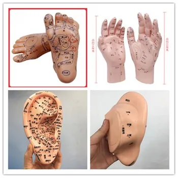 Mână, Ureche, Picior Acupoint Model,Masaj Model, Picioare, Zona de Reflex model, Masaj, Acupunctura si moxibustion acupunctelor