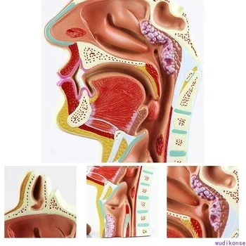 Omului Anatomice Nazale Cavitatea Gâtului Anatomia Medicală Patologie Model Bun De Predare Instrument De Prezentare